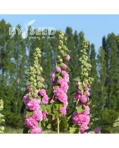 Rose trémière Chater's double Rose-Pink
