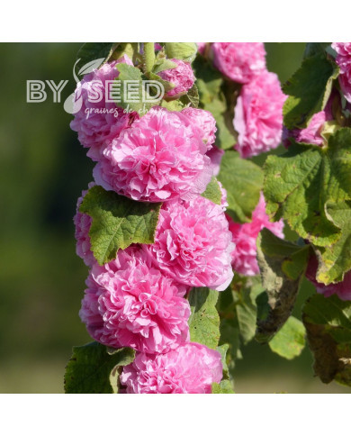 Rose trémière Chater's double Rose-Pink