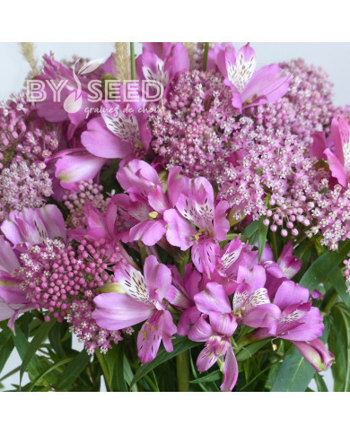 Asclepias incarnata Rose