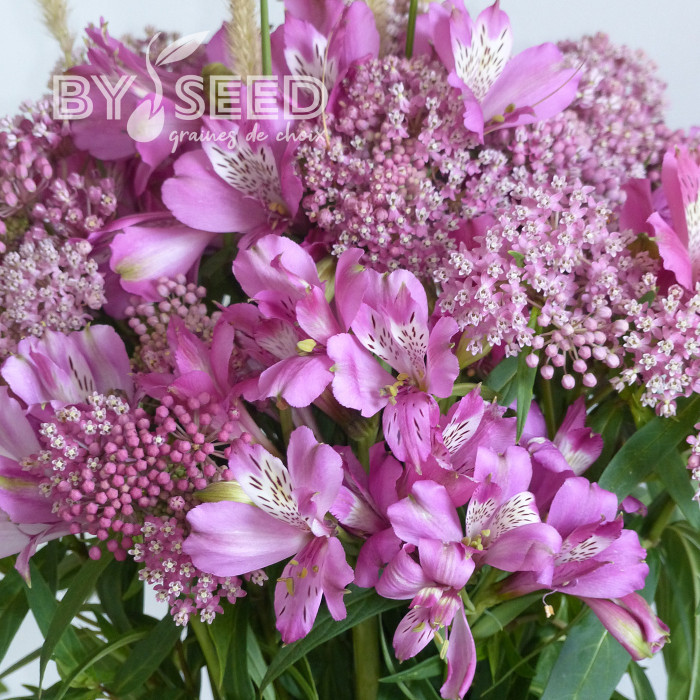 Asclepias incarnata Rose