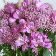 Asclepias incarnata Rose