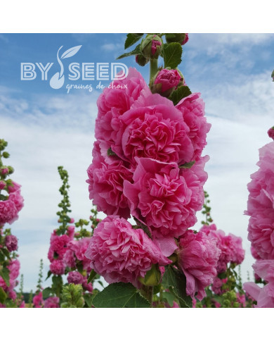 Rose trémière Chater's double Rose-Pink