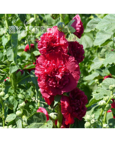 Rose trémière double Chater's double Scarlet