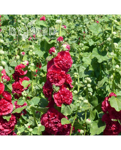 Rose trémière double Chater's double Scarlet