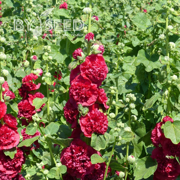 Rose trémière double Chater's double Scarlet
