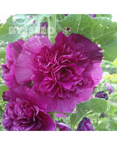 Rose trémière double Chater's double Violet