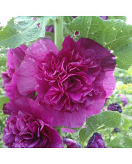 Rose trémière double Chater's double Scarlet