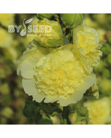 Rose trémière double Chater's double Yellow