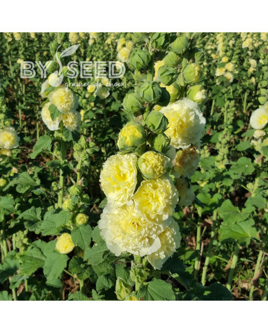 Rose trémière double Chater's double Yellow