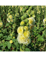 Achillée ptarmica Marshmallow (graines enrobées)