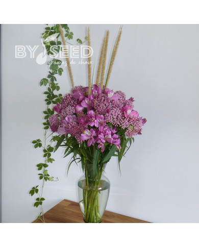 Asclepias incarnata Rose