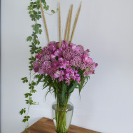 Asclepias incarnata Rose