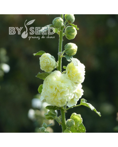 Rose trémière double Chater's double Yellow