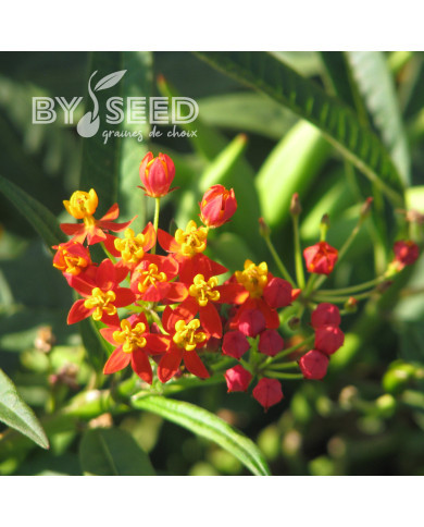 Asclepias Red Butterfly