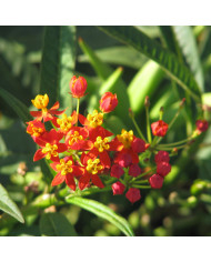 Asclepias incarnata Rose