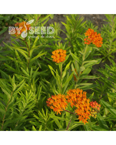 Asclepias tuberosa Orange