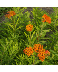 Asperula azurea Blue