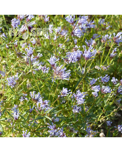 Asperula azurea Blue