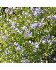Aster des Alpes Goliath