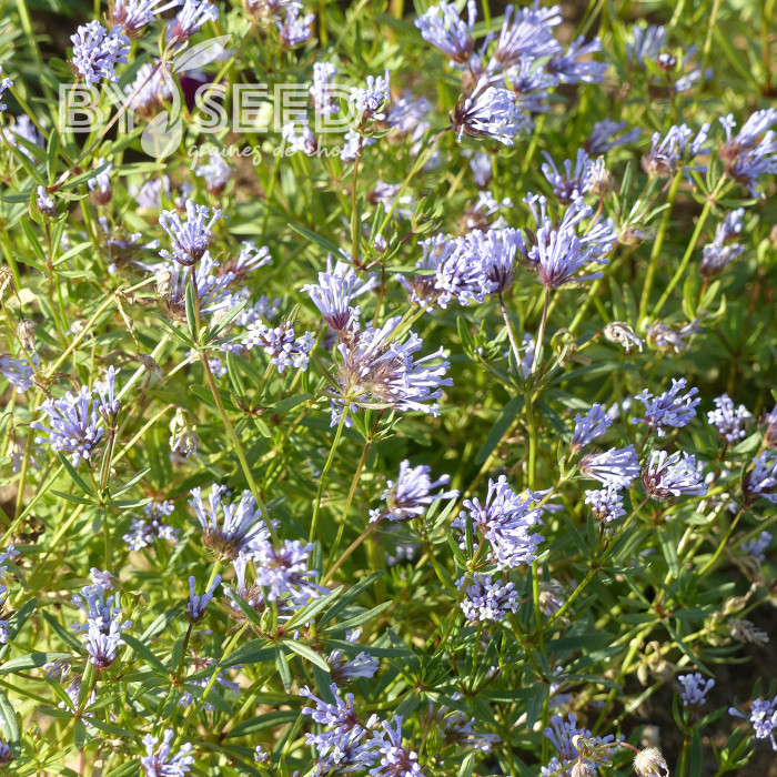 Asperula azurea Blue