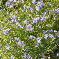 Asperula azurea Blue