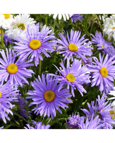 Aster des Alpes Goliath