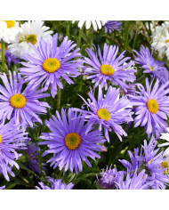 Asperula azurea Blue