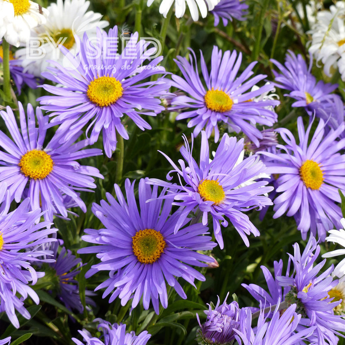 Aster des Alpes Goliath