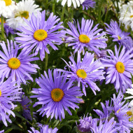 Aster des Alpes Goliath