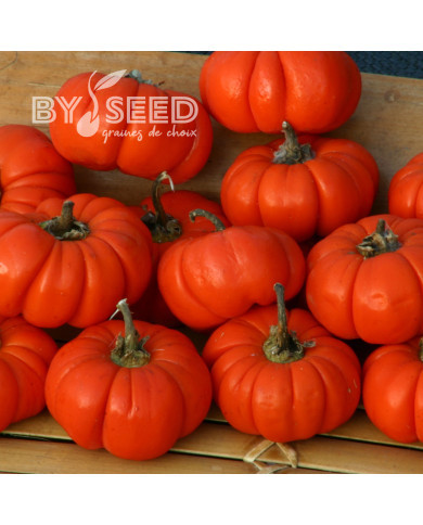 Aubergine africaine Gilo (Solanum aethiopicum)