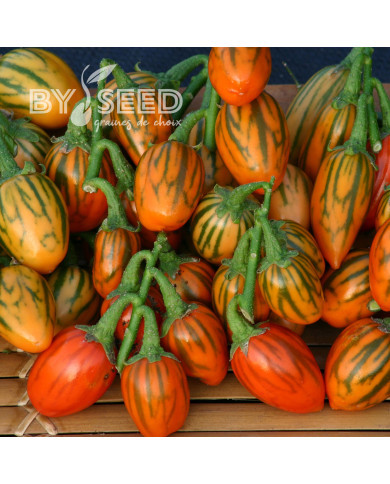 Aubergine Striped Toga (décorative)