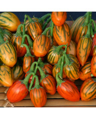 Aubergine Thai Yellow Egg (décorative)