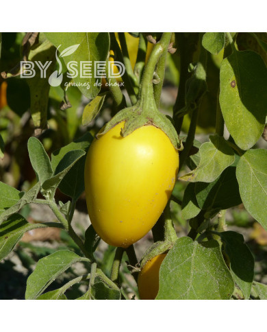 Aubergine Thai Yellow Egg (décorative)