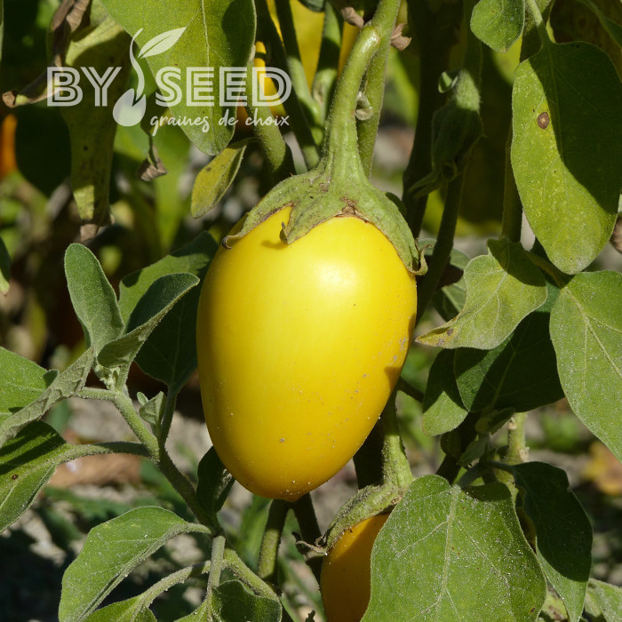 Aubergine Thai Yellow Egg (décorative)