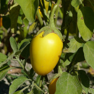 Aubergine Thai Yellow Egg (décorative)