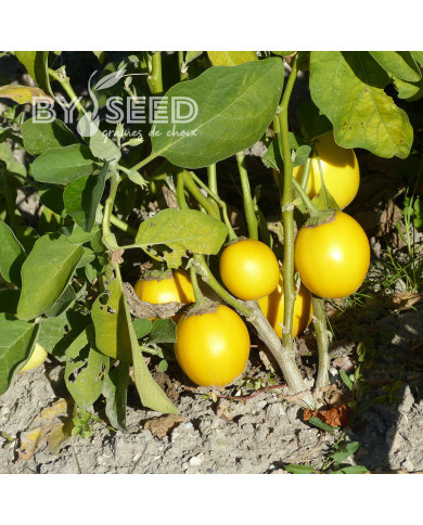 Aubergine Thai Yellow Egg (décorative)