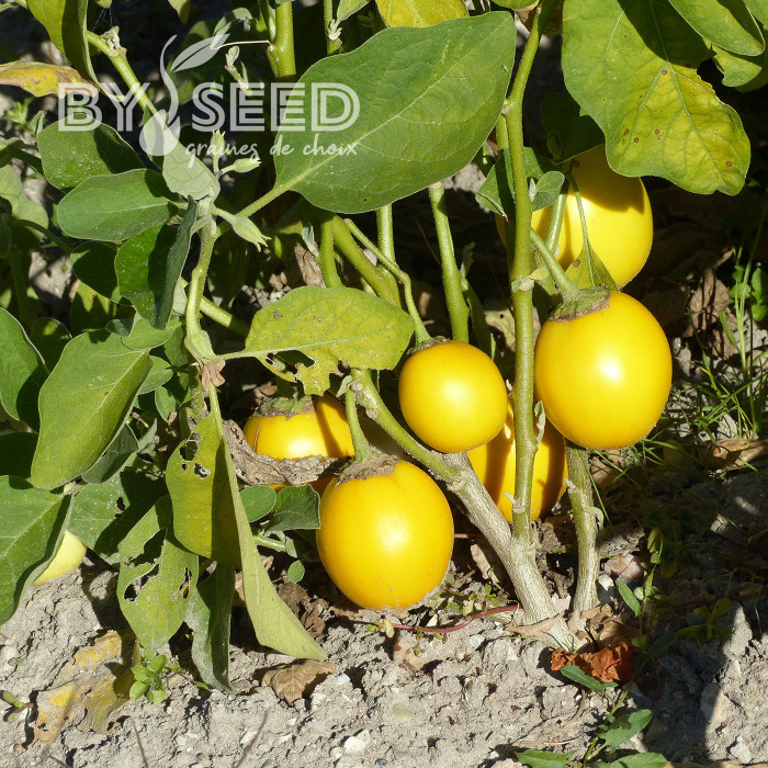 Aubergine Thai Yellow Egg (décorative)