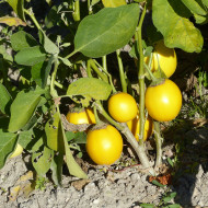 Aubergine Thai Yellow Egg (décorative)