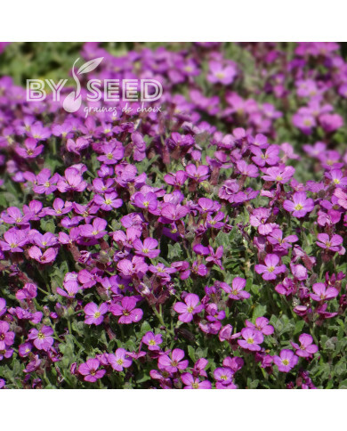 Aubriète Leichtlinii rose