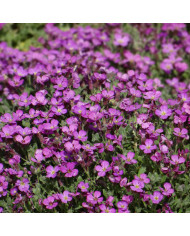 Aster des Alpes Goliath