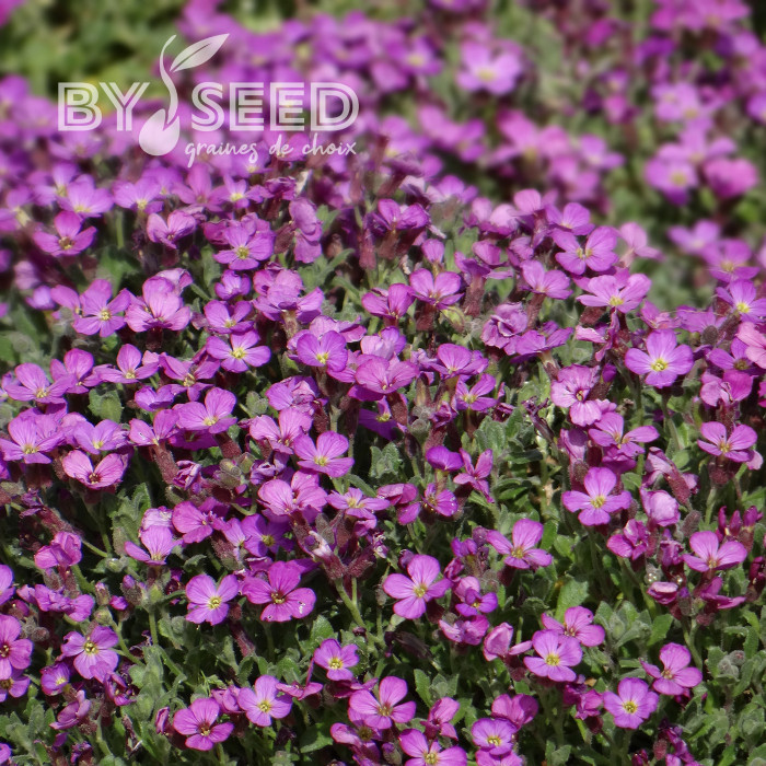 Aubriète Leichtlinii rose