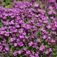 Aubriète Leichtlinii rose