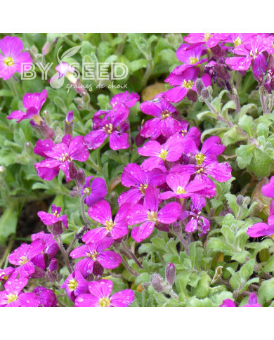 Aubriète Leichtlinii rose