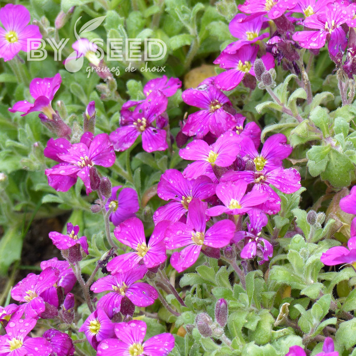 Aubriète Leichtlinii rose
