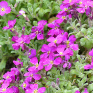 Aubriète Leichtlinii rose