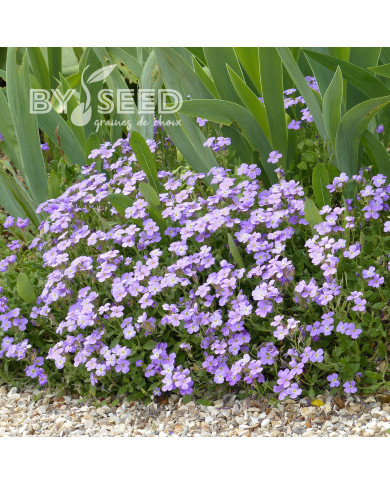 Aubriète Royal Blue