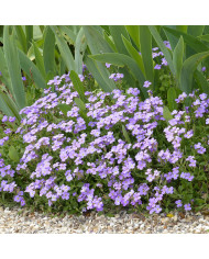 Aubriète Royal Cascade Mix