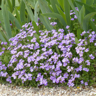 Aubriète Royal Blue