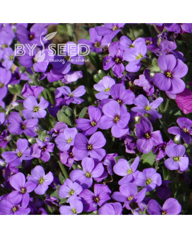 Aubriète Royal Blue