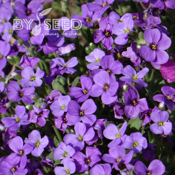 Aubriète Royal Blue